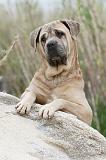 CANE CORSO 577